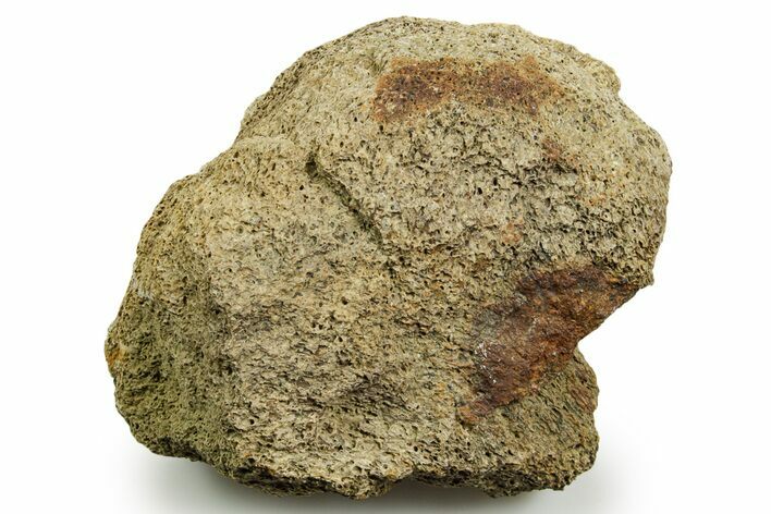Dinosaur (Triceratops) Bone Section - Montana #366557